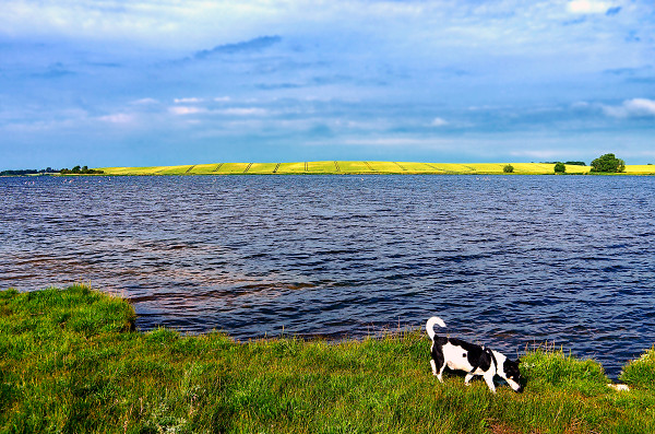 hund-ostsee-ferienwohnungen