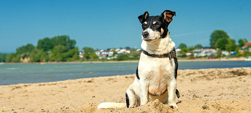 Urlaub Ostsee mit Hund 