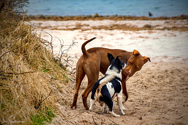 ostsee-reisen-mithund