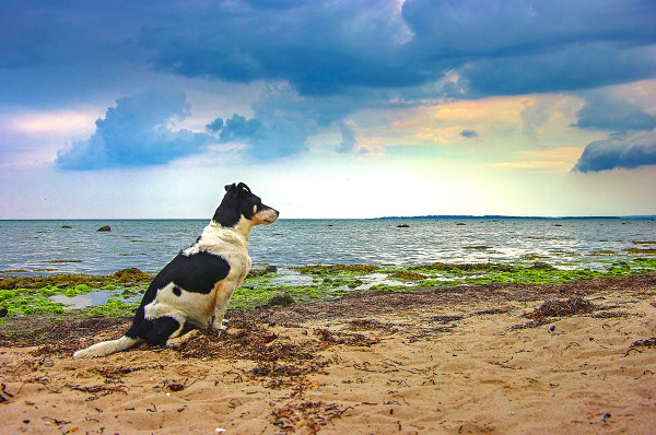 ostsee-urlaub-hund
