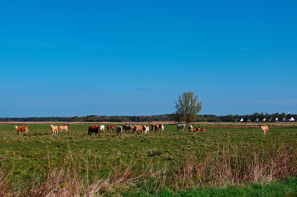 trassenheide-kuehe-usedom