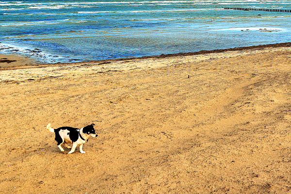 urlaub-ostsee-mithund